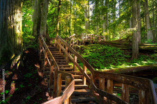 Wooden Pathway in the Rain Forest during a vibrant sunny day. Taken on Giant Cedars Boardwalk Trail in Mt Revelstoke National Park  British Columbia  Canada.