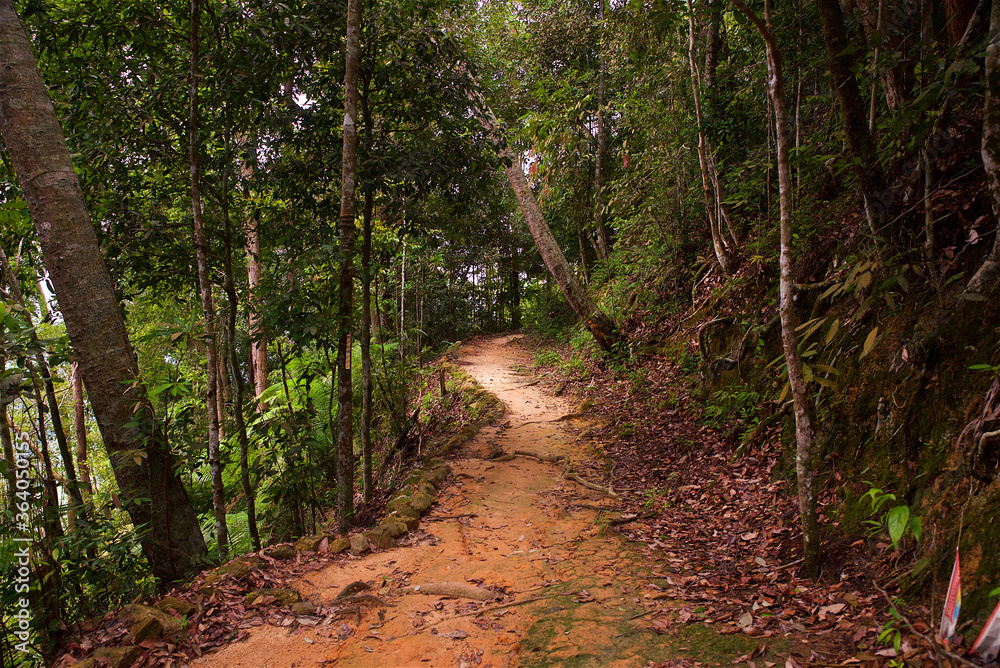 Fototapeta premium tropical forest in southeast Asia, a path leading deep into the undergrowth, impenetrable tropical jungle