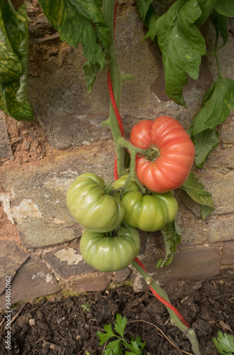 Home Grown Organic Tomato 'Mortgage Lifter' (Solanum lycopersicum) Climbing up Red String in a Greenhouse in Rural Devon, England, UK