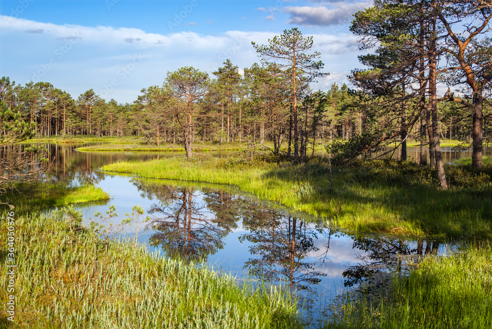 calm summer landscape with a forest swamp in sunny day, Estonia calm summer landscape with a forest swamp in sunny day, Estonia