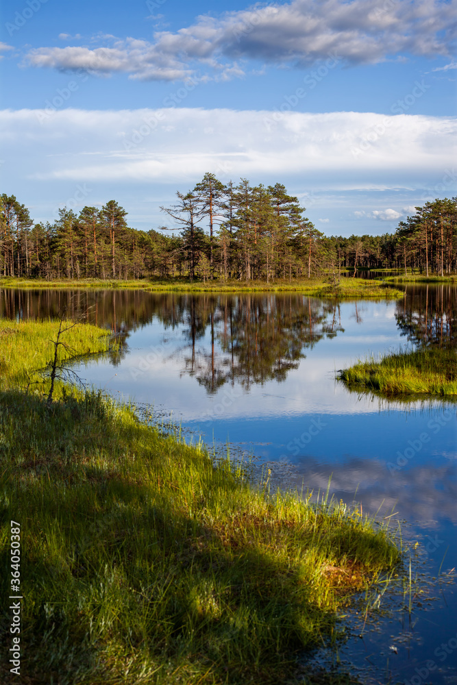 calm summer landscape with a forest lake, Estonia
