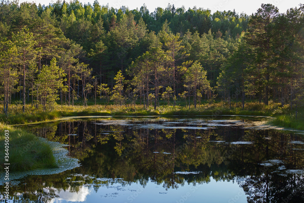 forest lake  in a summer evening, Estonia