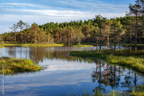 Fototapeta Naklejka Na Ścianę i Meble -  forest lake with Islands in summer