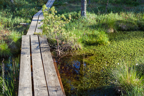 A wooden trail over a bog in North Estonia