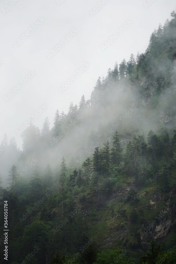 Nebel im Bergwald | Tannen