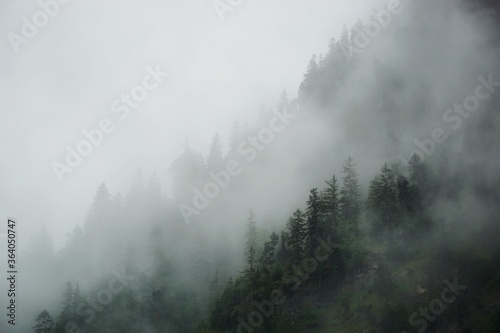 Nebel im Wald © franziskahoppe