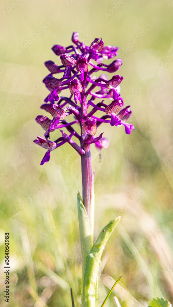 Naklejka premium Green-veined Orchid (Orchis morio) in natural habitat