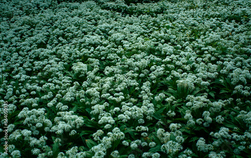 Allium Ursinum o Ajo de oso, un bosque lleno de sus flores  photo