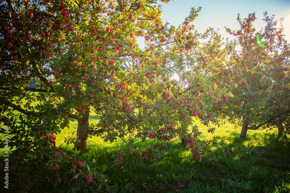 Obstgarten mit reifen Äpfeln 