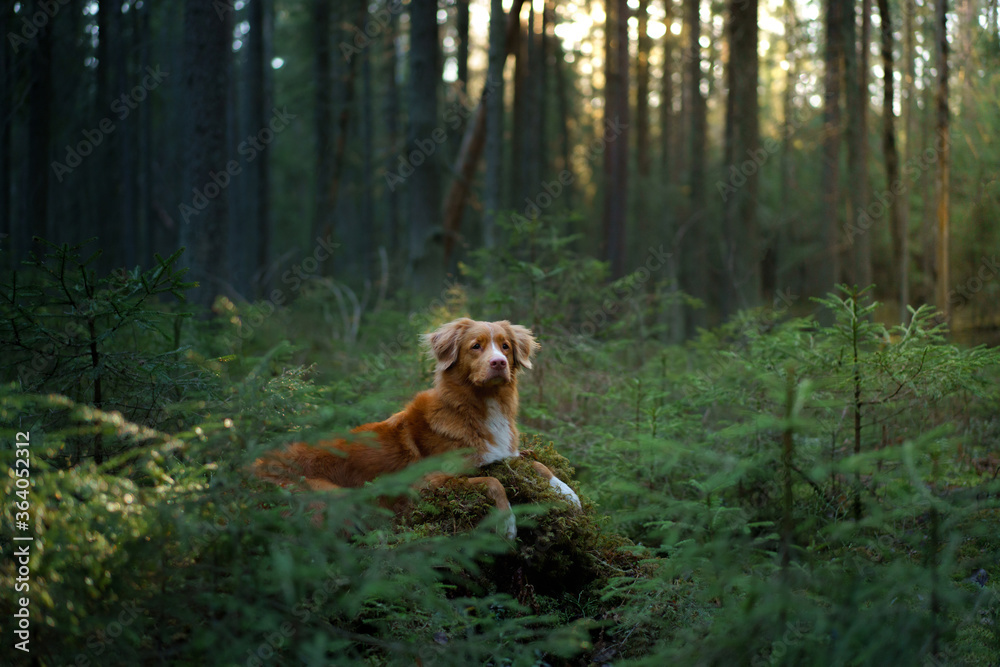 red dog in forest. Nova Scotia Duck Tolling Retriever in nature. Walk with a pet red dog in forest. Nova Scotia Duck Tolling Retriever in nature. Walk with a pet