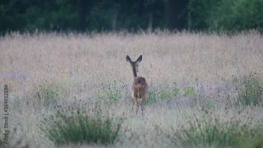 Roe deer female grazing on the meadow, summer, (capreolus capreolus), germany Roe deer female grazing on the meadow, summer, (capreolus capreolus), germany