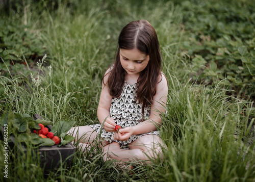 Girl 5 years old collects strawberries in the garden. Little girl in summer overalls in the garden with strawberries