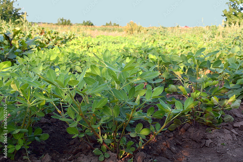 Rows of peanut bushes on the field. Rows of peanut bushes on the field.