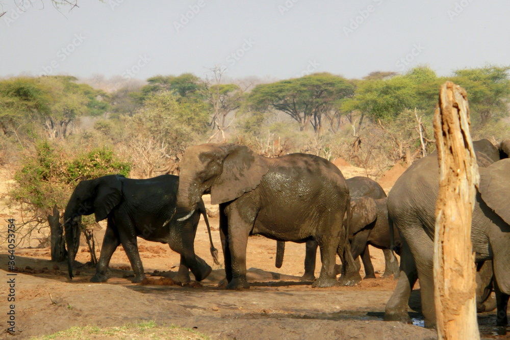 Fototapeta premium Loxodonta africana
