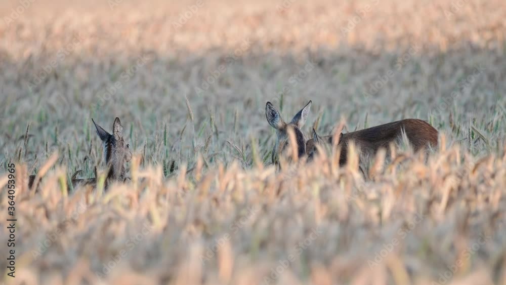 Roe deer female with two fawn standing in the corn field, summer, (capreolus capreolus), germany Roe deer female with two fawn standing in the corn field, summer, (capreolus capreolus), germany