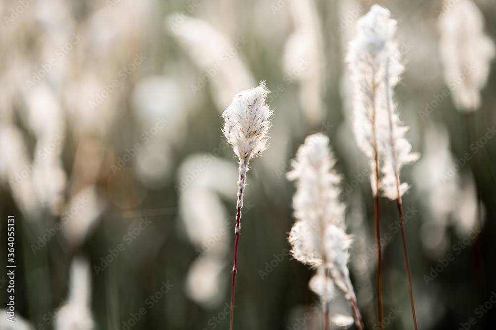 Plant pictures in summer
