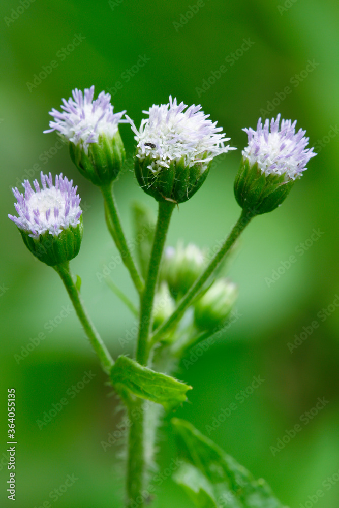 Fototapeta premium tiny purple flower