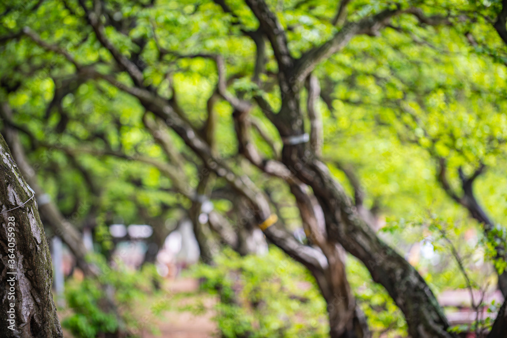 Beautiful trees
Beautiful trees