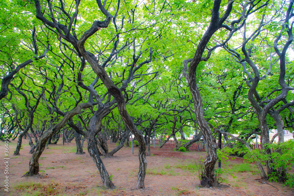 Beautiful trees
Beautiful trees