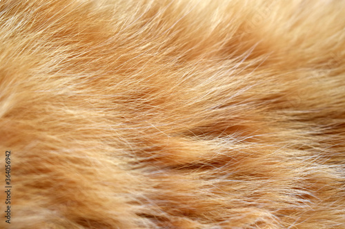 Ginger cat fur texture background.