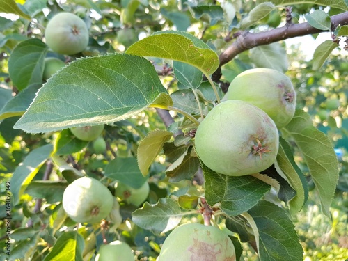Green apples grow on a branch
