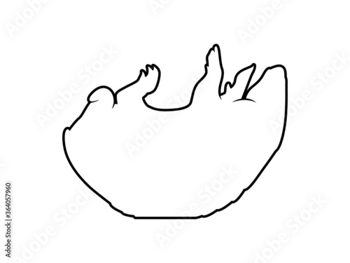 Vector Animal Silhouette Armadillo on White Background