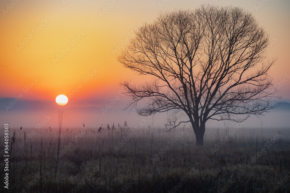 Fototapeta premium Tree in the field