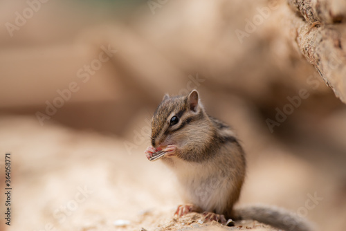 可愛いシマリス