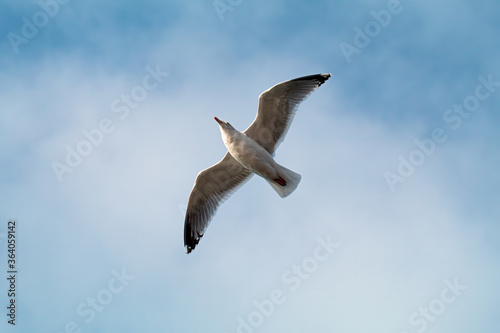 straight under shot of a seagull flying against a cloudy sky
