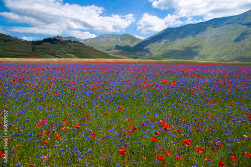 lentil fiorityre poppies and cornflowers national park sibillini mountains castelluccio italy photo