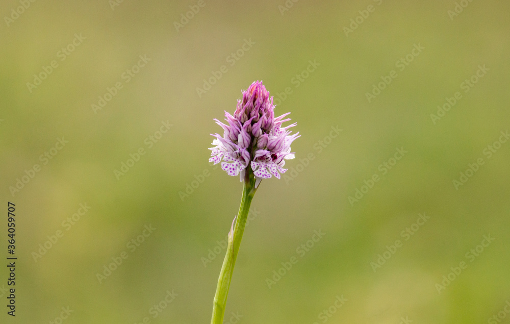 Three-toothed Orchid (Orchis tridentata) in natural habitat Three-toothed Orchid (Orchis tridentata) in natural habitat