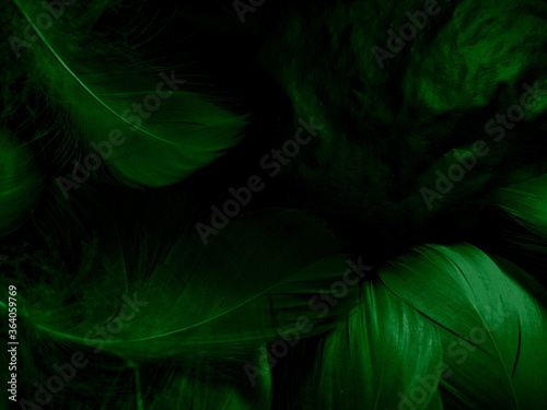 Beautiful abstract white and green feathers on black background and soft white feather texture on white pattern and green background, feather background, green banners