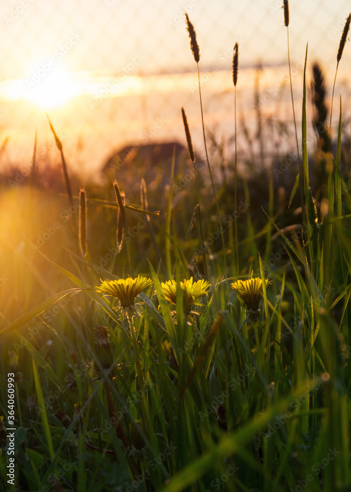 Yellow dandelion in grass at sunset. Selective focus