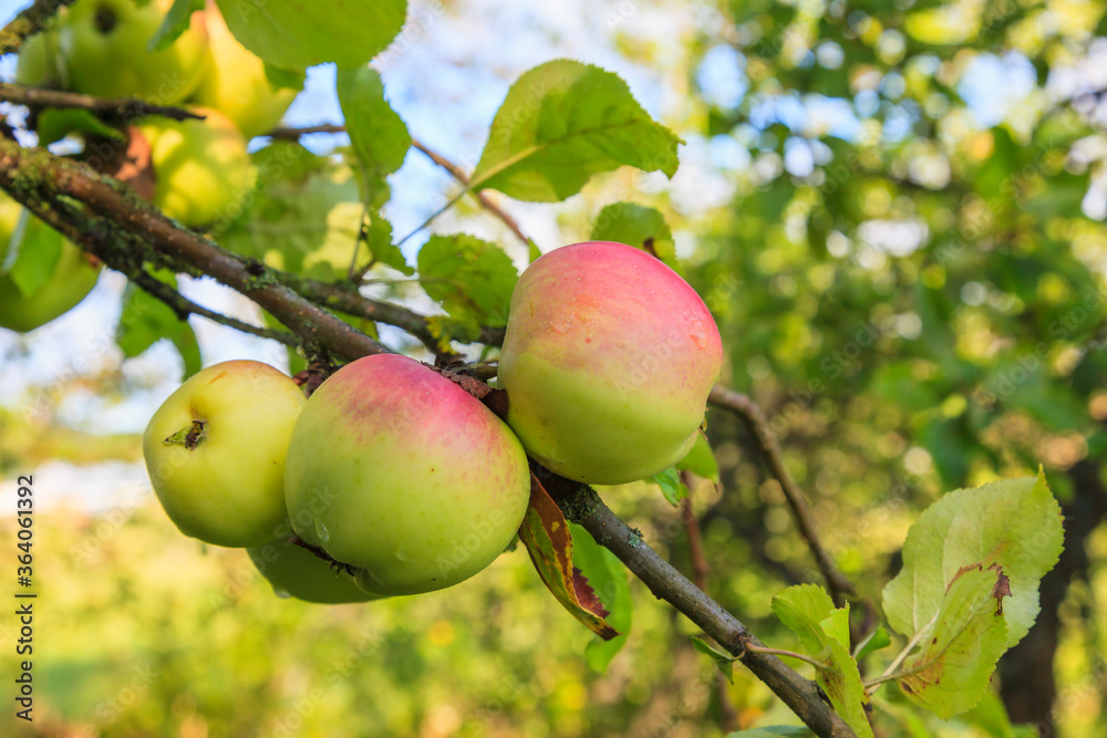 Ripe apples on a branch Ripe apples on a branch