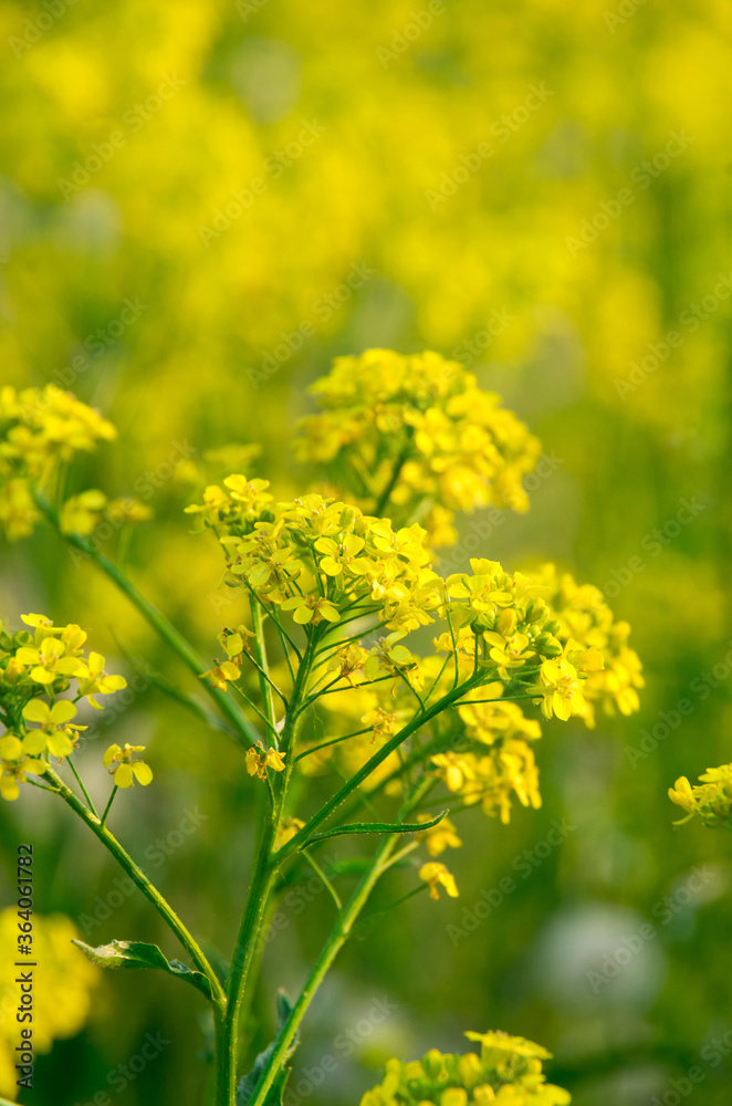 Yellow rape flowers on yellow and green background. Selective focus. Yellow rape flowers on yellow and green background. Selective focus.