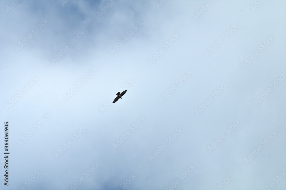  bird of prey in flight,sky, bird, flying, blue, fly, nature,clouds,freedom, air, wing,