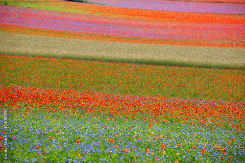 lentil fiorityre poppies and cornflowers national park sibillini mountains castelluccio italy photo