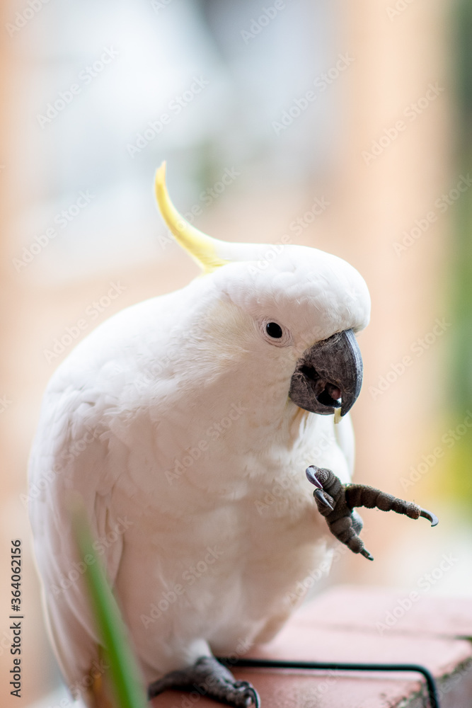 Cockatoo with buildings in the background Cockatoo with buildings in the background