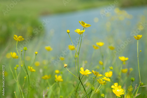 Yellow buttercups in the meadow, in the background a river. Blur background.