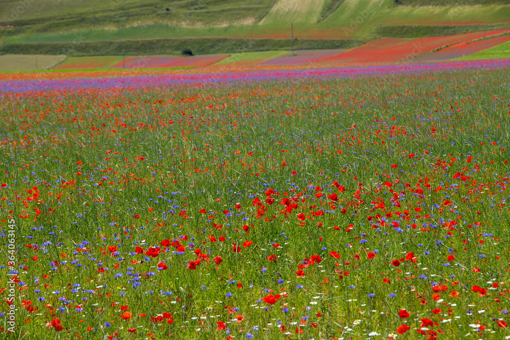 Fototapeta lentil fiorityre poppies and cornflowers national park sibillini mountains castelluccio italy