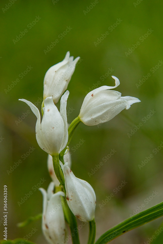 Sword-leaved Helleborine (Cephalanthera longifolia) in natural habitat Sword-leaved Helleborine (Cephalanthera longifolia) in natural habitat