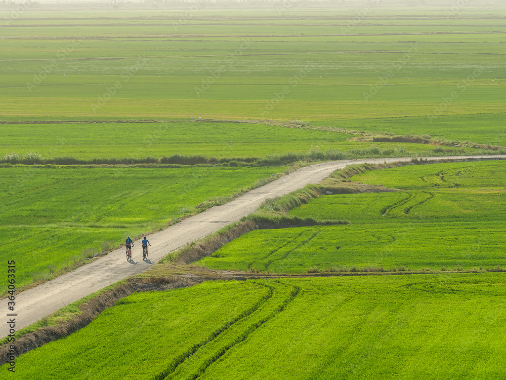 Naklejka premium cycling through the rice fields