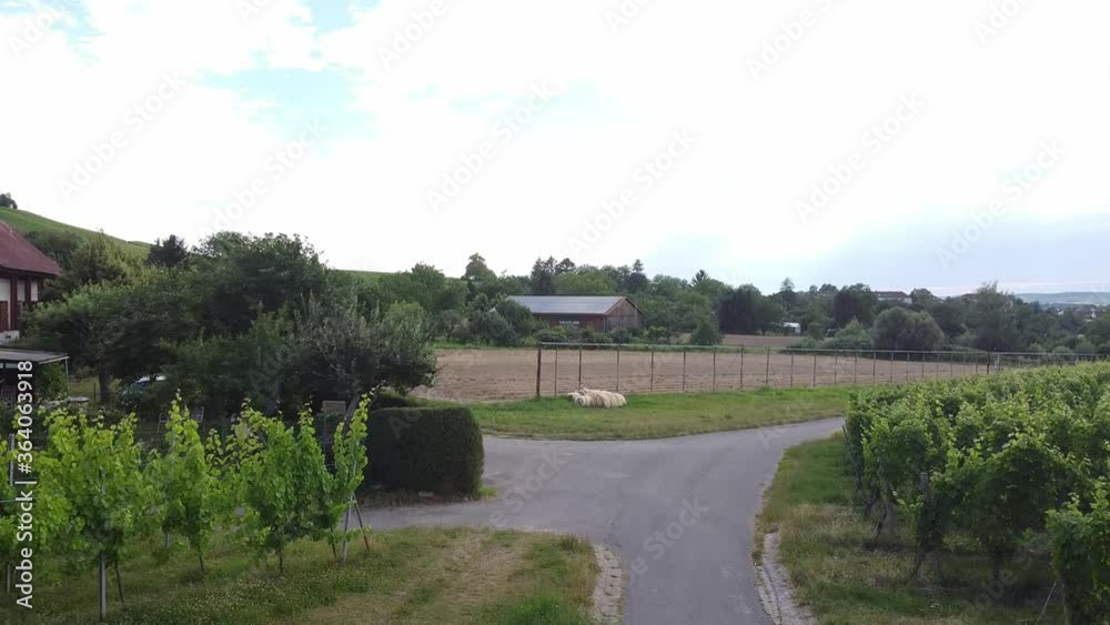 Vineyards in the Baden-Württemberg region, in southwestern Germany. Württemberg is known as Germany's premier red wine region Vineyards in the Baden-Württemberg region, in southwestern Germany. Württemberg is known as Germany's premier red wine region