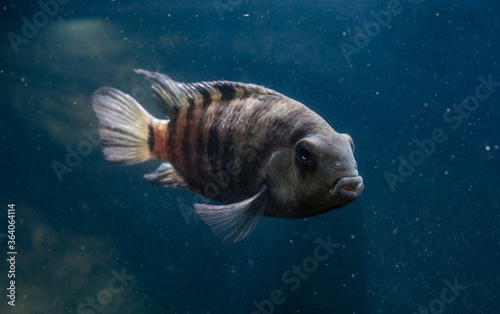 Fish with black stripes. Big beautiful fish underwater. Pets in the aquarium. Large fins, tail and scales.  Cichlasoma nigrofasciatum. Amatitlania nigrofasciata. Archocentrus nigrofasciatus. photo