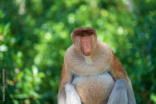 Photography Family of wild Proboscis monkey or Nasalis larvatus, in the rainforest of island