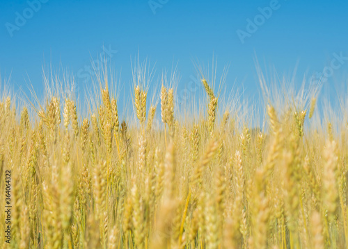 Wheat field. Ears of wheat selective focus.