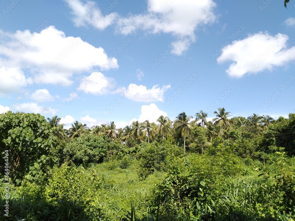 Cloudy sky in Forest