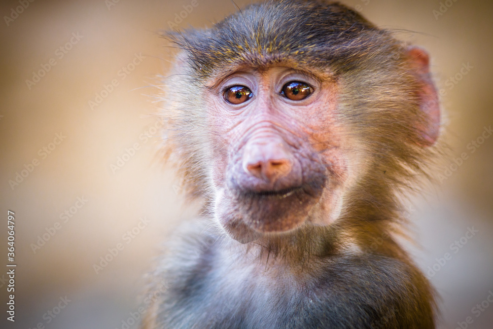 Fototapeta premium baboon mantle portrait of a young