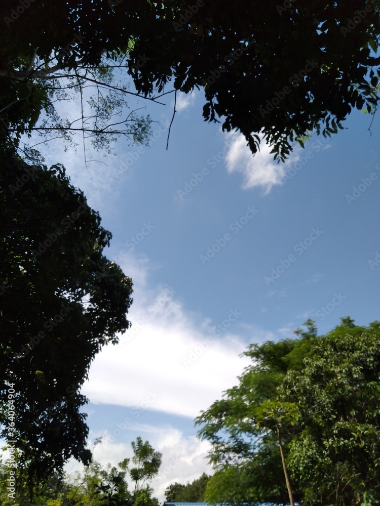 Obraz premium Cloudy sky in Forest