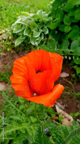 Blooming scarlet poppy flower in the garden close-up